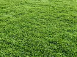 Landscape Grass